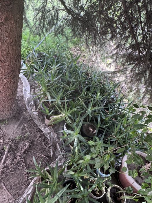 Алоэ 6-7 летние растения