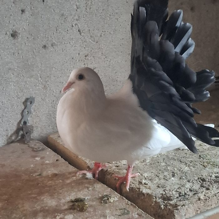 De vînzare porimbei