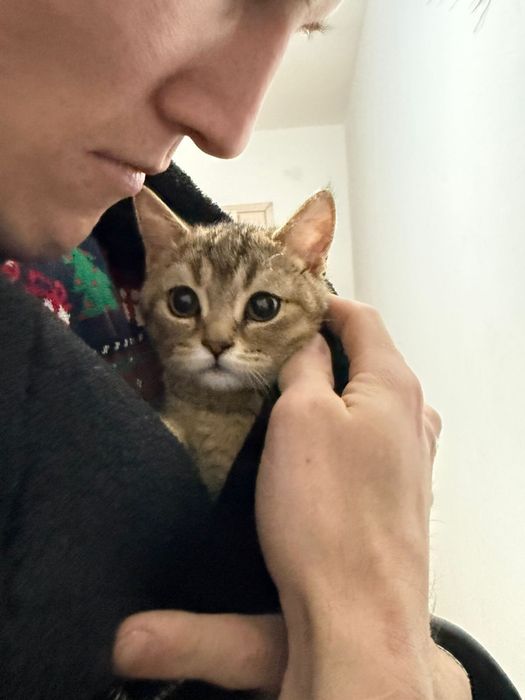 Кошка короткошерстный британец