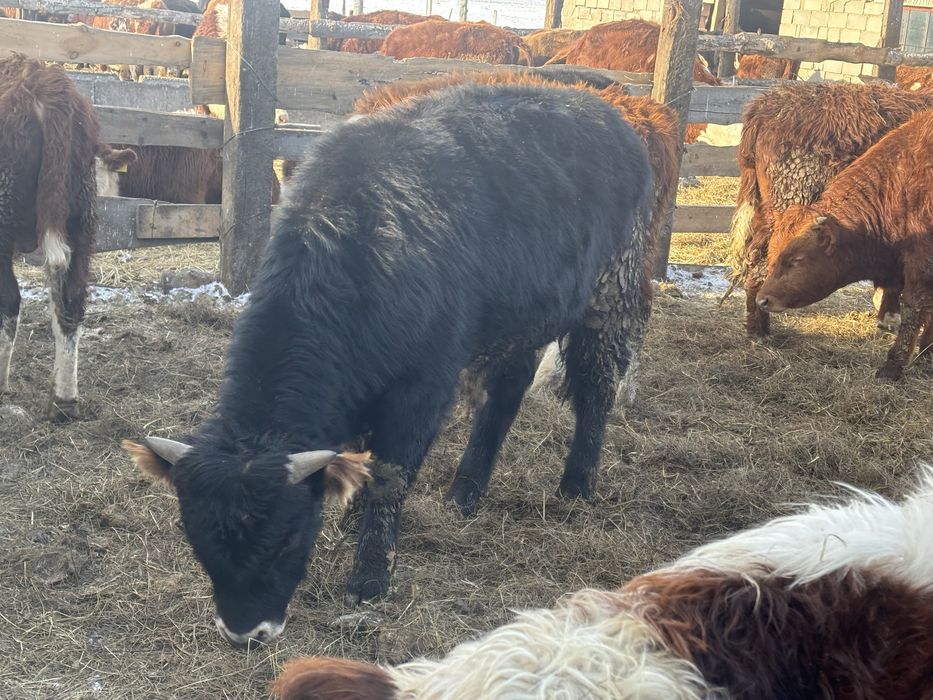 Откормдагы букадар сатылады