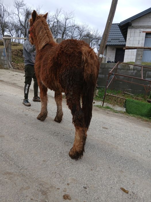 De vanzare manz de 8 luni