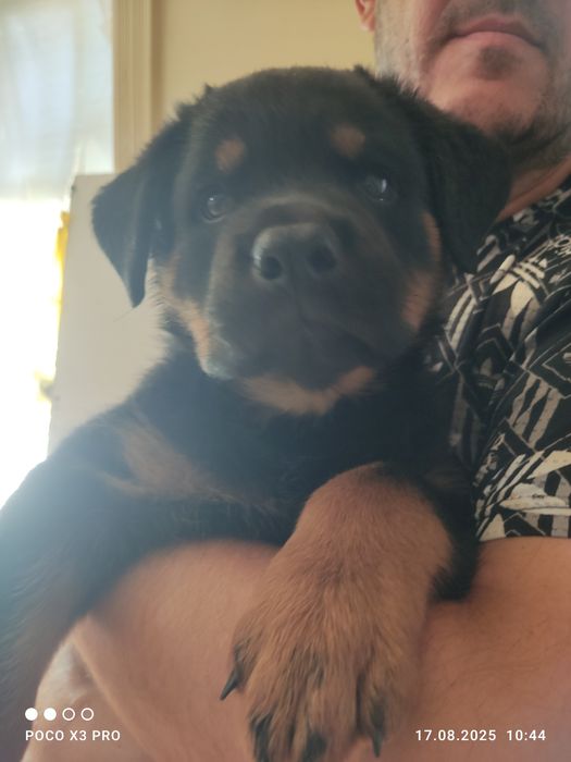 Продаются щенки ротвейлера