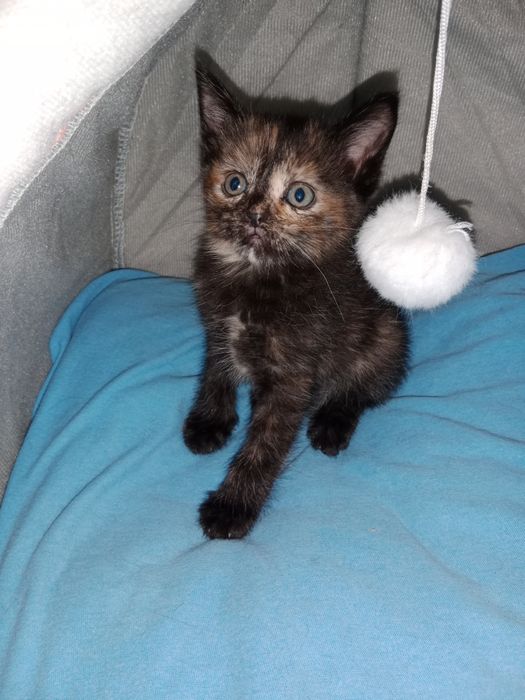 Котята в заботливые руки