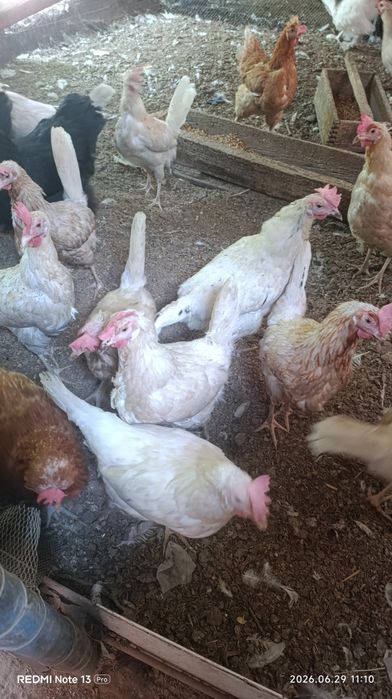 Продам домашних кур.