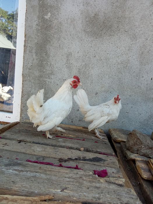3 Cocoși pitici încălțați și moțați