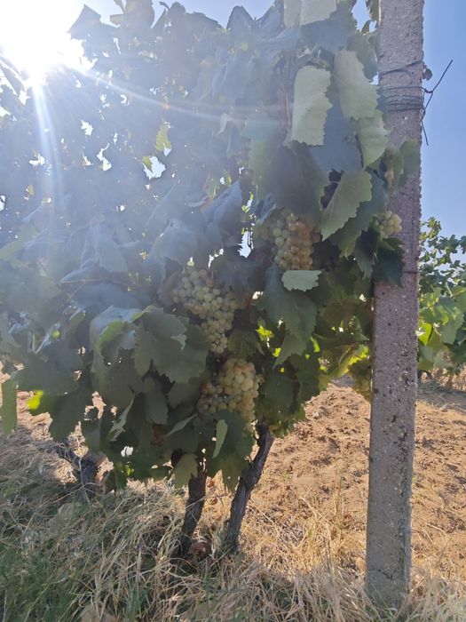 Продавам винено грозде собствено производство