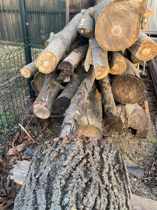 Vând trunchi de nuc