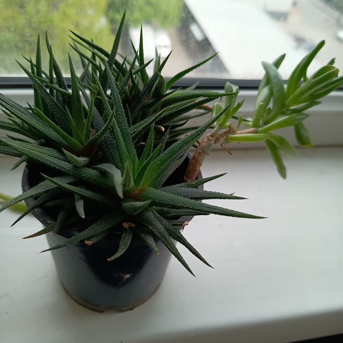 Хавортия, Красула Хоббит