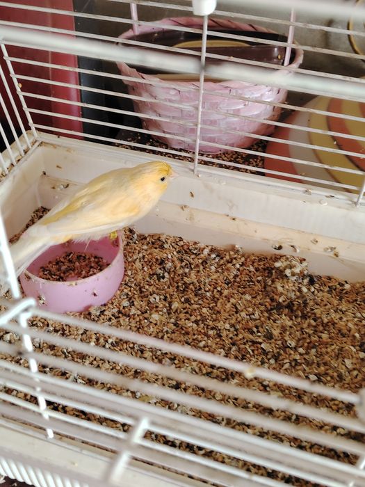 Canar mascul galben și porumbei postasi