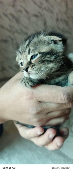 Тоза зотли Скотиш фолд