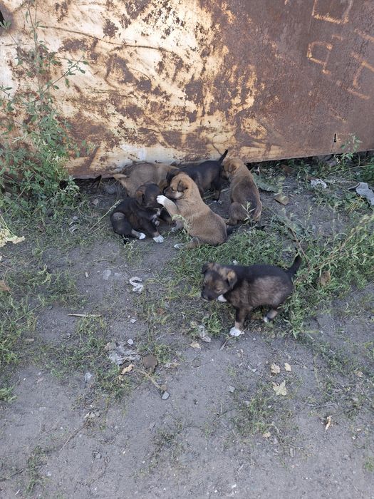 Отдам щенят Бесплатно