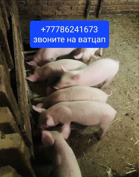 Продажа поросят хорошые