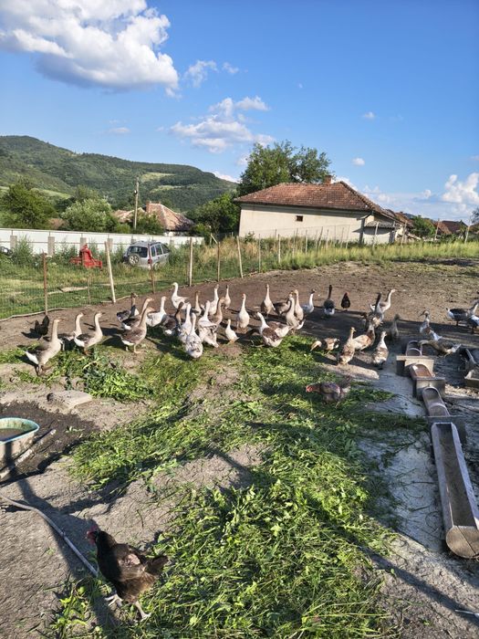 Gâște de vânzare