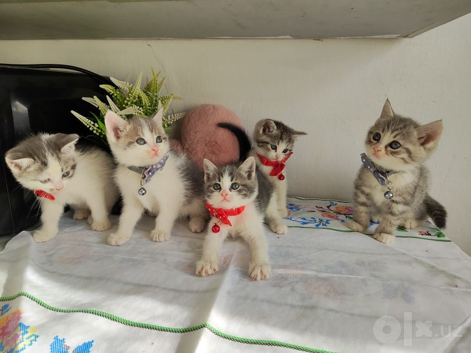 Котята (мама Скоттиш страйт папа уличный кот)