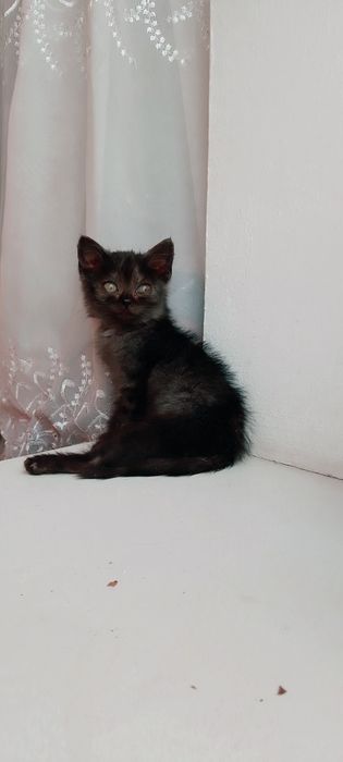 Отдам котят в добрые руки