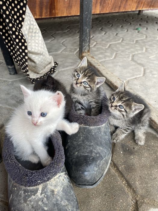 Котята бесплатно