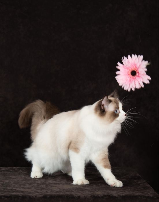 регдолл котик от шикарных родителей