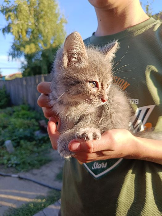 Отдам котенка мальчик