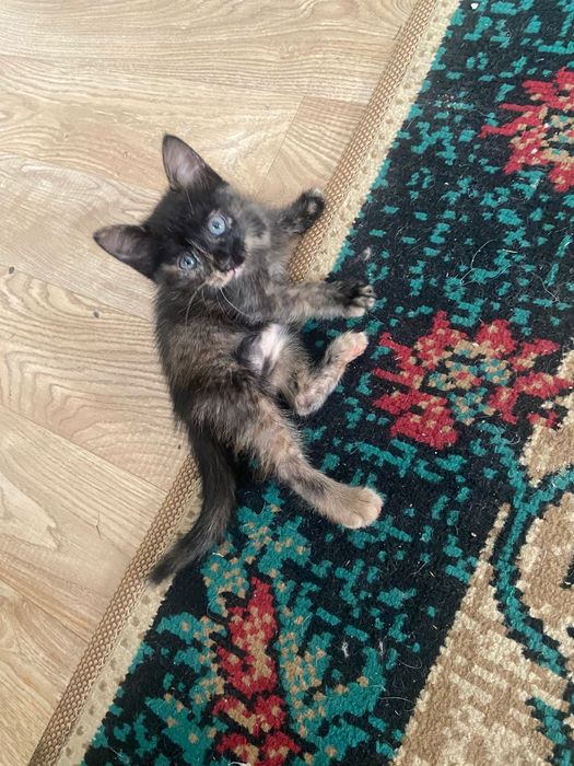 Отдам бесплатно котят