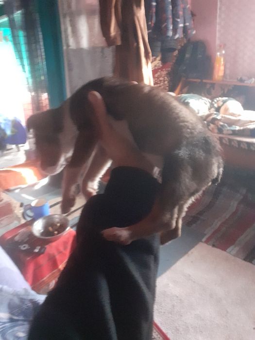 Donez fetita amstaff