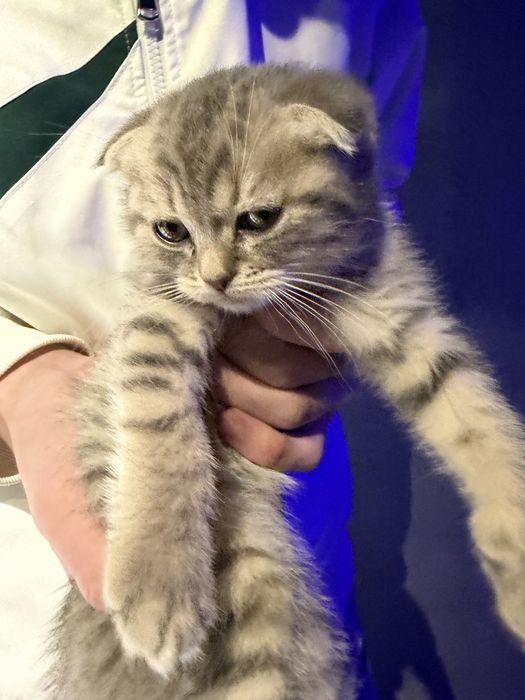 Продается кошка и котенок