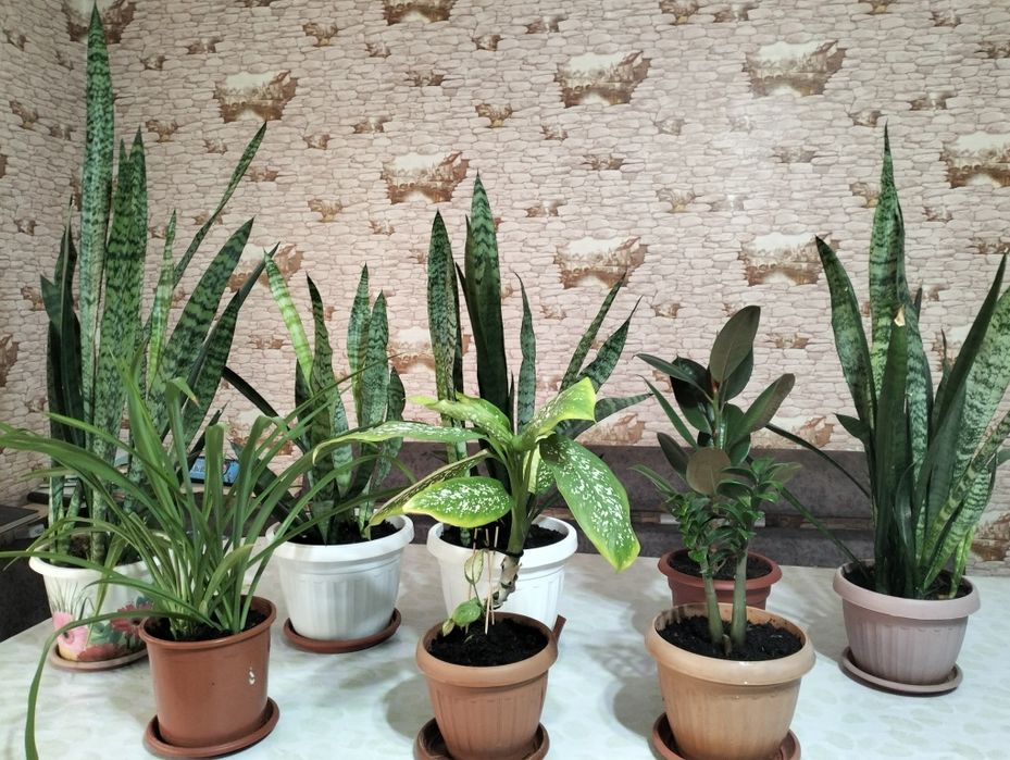 Домашние цветы разные