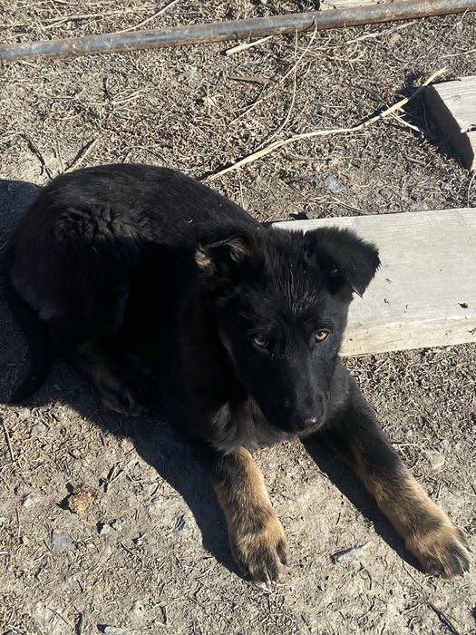 Шенки европейский овчарки