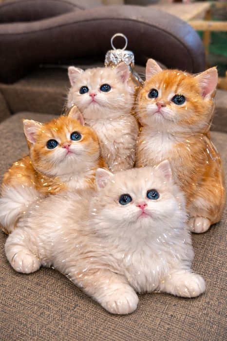 Продаются супер бритиш