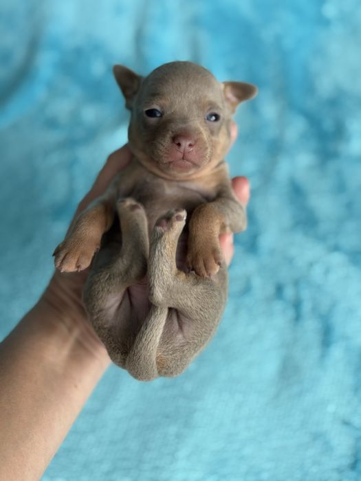 Щенки той-терьер с документами