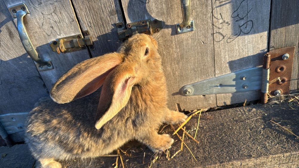 Doi masculi si o femela iepurasi urias german 3 luni