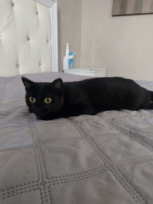 В добрые руки отдам кошку