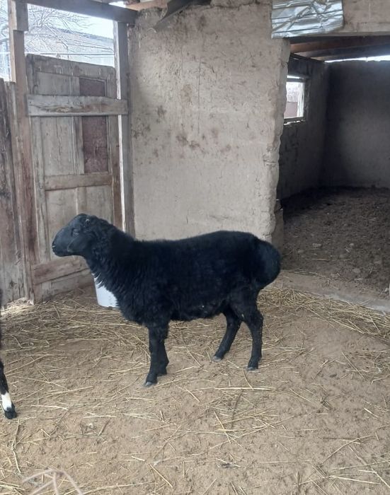 Қошқар сатылады семіз.