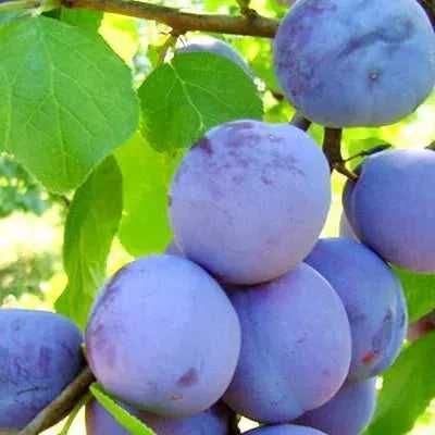 Vand Prune pentru Tuica si Palinca