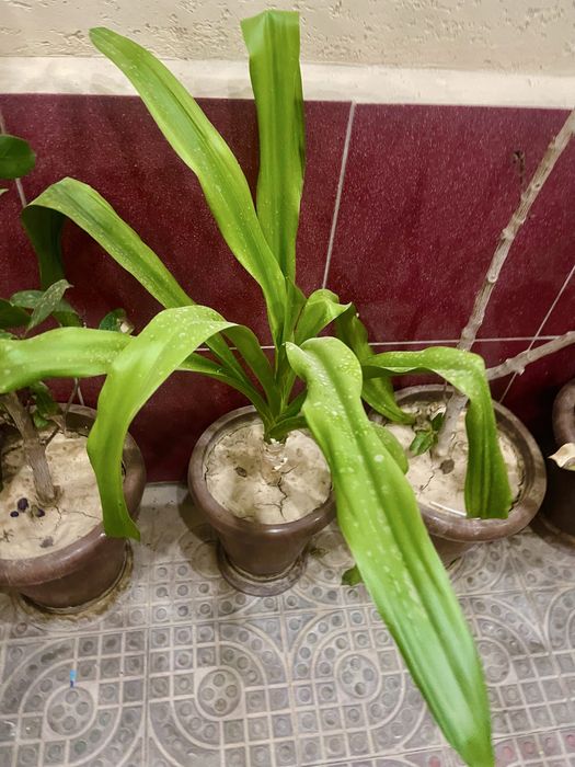 Чиройли гуллар сотилади