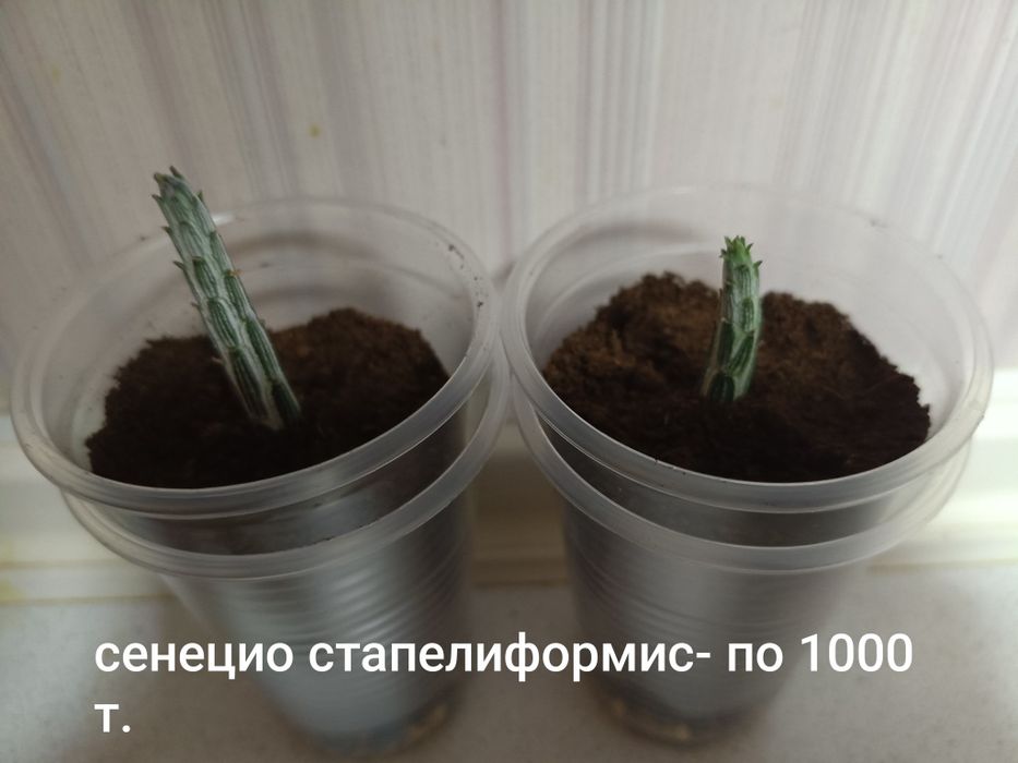 Отростки комнатных растений