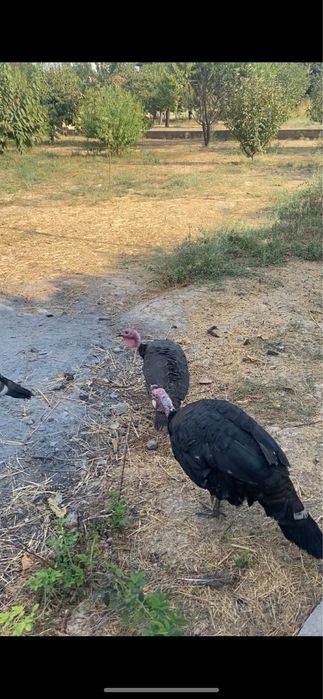 Куркалар , курк булган. Курка + 8та жужаси билан