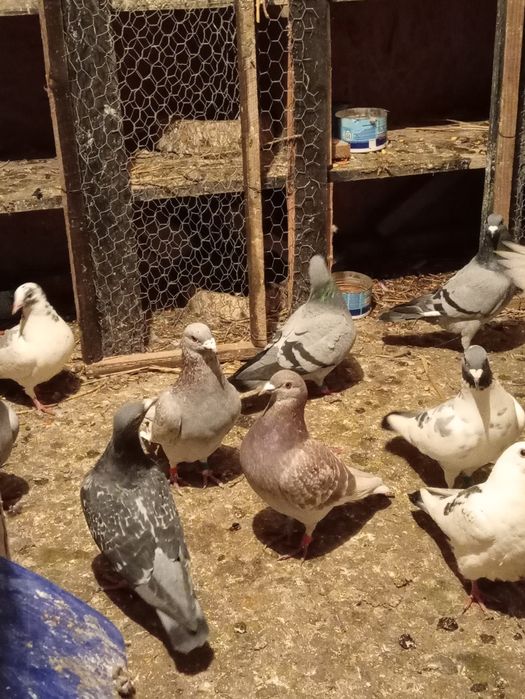 Schimb porumbei voiajori vaccinați și frumosi