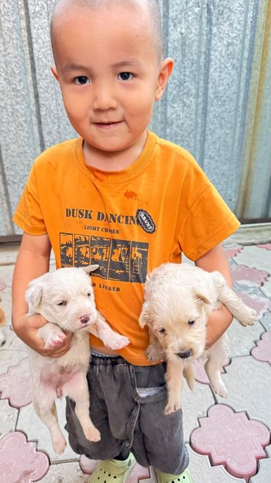 Щенки средней породы