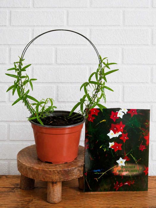 Кипърска лоза в саксия