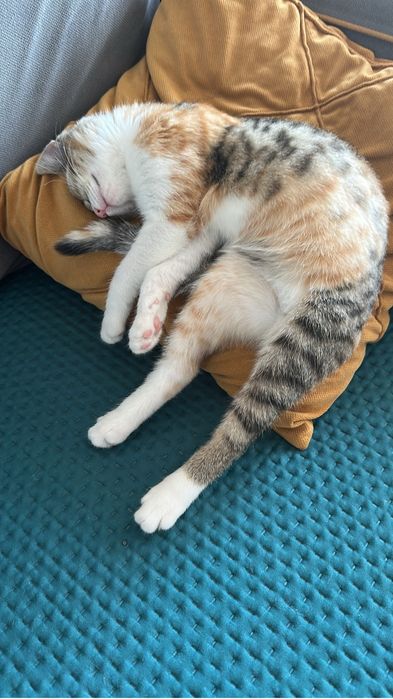 Отдам срочно котенка