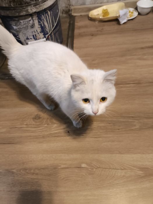 отдам кошку девочку в хорошие руки