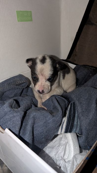 Отдам щенка в хорошие руки