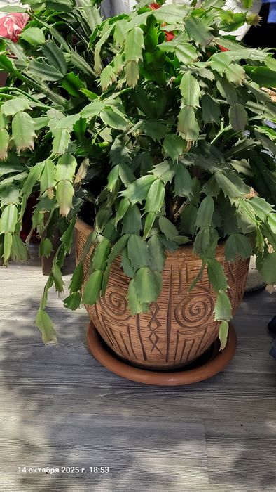 Цветок декабрист