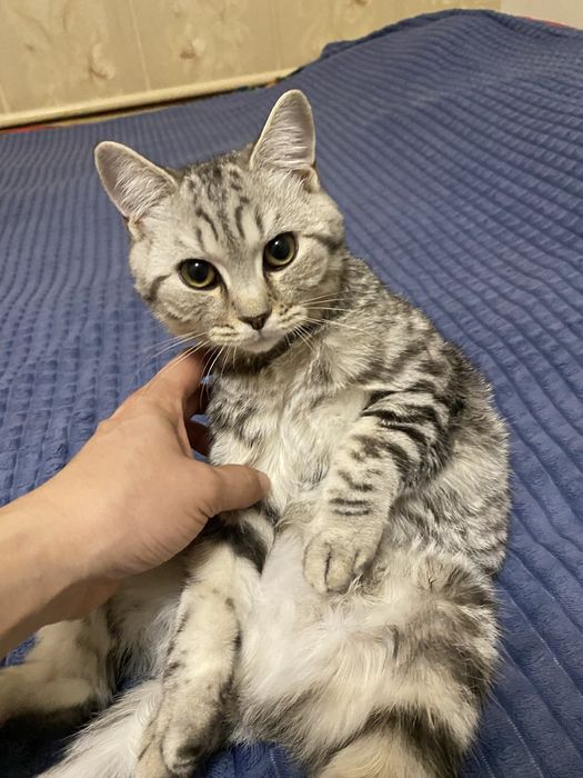 Британский кот!!!