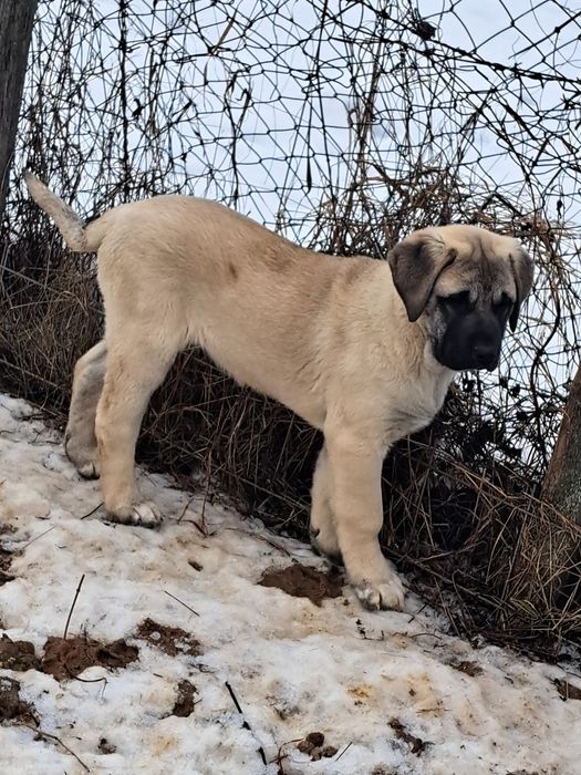 Kangal Malakli femela 3 luni