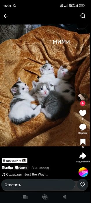 Одам котят бесплатно