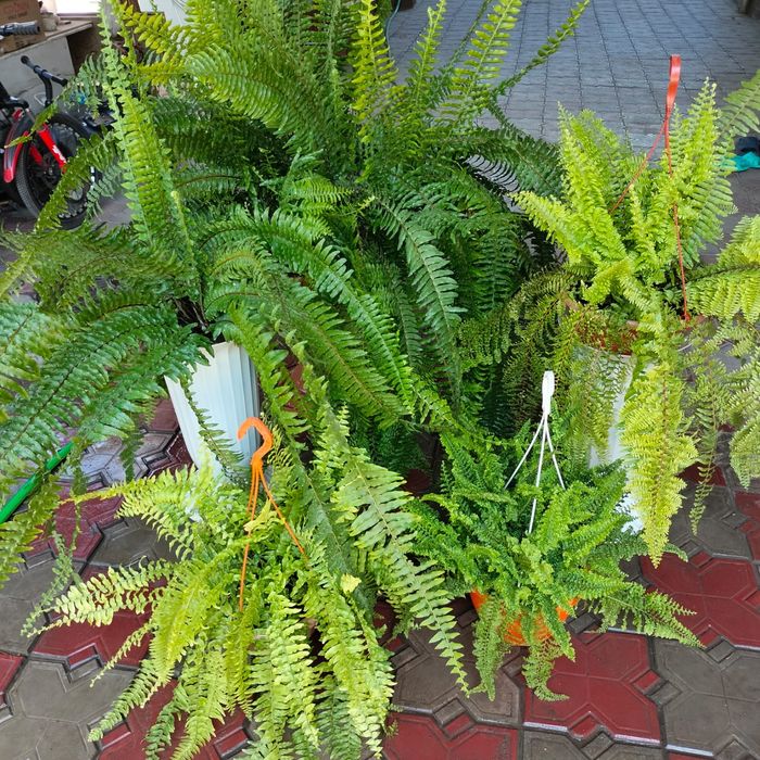 Комнатные цветы для дома и офиса.