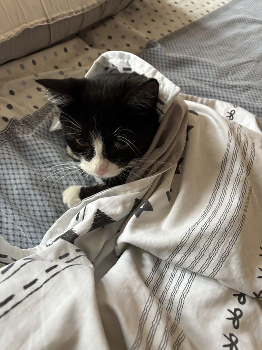 Отдам кошку в хорошие руки