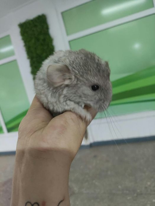 Маленькие шиншиллы в продаже