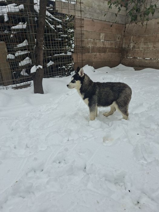 Mascul husky cu ochii albaștri